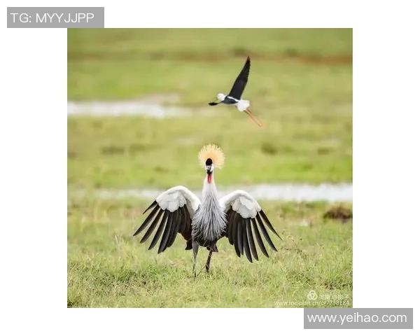 岐阜与岗山的对决分析探讨两队战术与球员表现的精彩瞬间